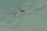 Sympetrum striolatum