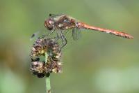 Sympetrum striolatum