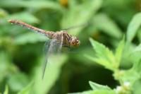 Sympetrum meridionale