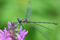 Chalcolestes viridis