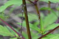 Lestes barbarus