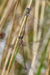 Lestes virens
