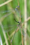 Lestes virens