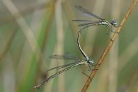 Lestes virens