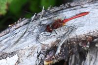 Sympetrum sanguineum