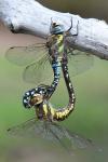 Aeshna mixta