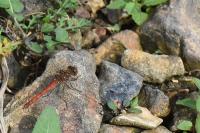 Sympetrum striolatum