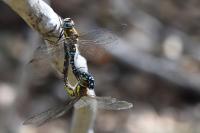 Aeshna mixta