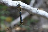 Aeshna mixta