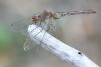 Sympetrum meridionale