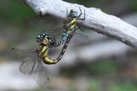Aeshna mixta