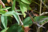 Sympetrum meridionale