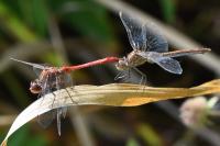 Sympetrum meridionale