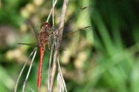 Sympetrum meridionale