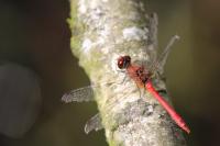 Sympetrum sanguineum