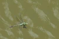 Anax imperator