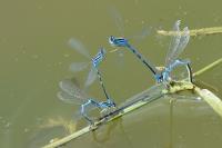 Coenagrion scitulum