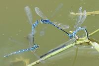 Coenagrion scitulum