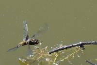 Libellula depressa