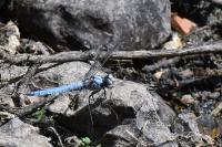 Orthetrum brunneum