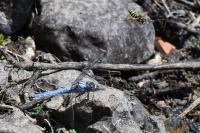 Orthetrum brunneum