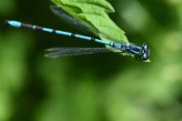 Coenagrion puella