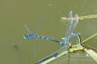 Coenagrion scitulum