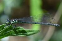 Coenagrion puella