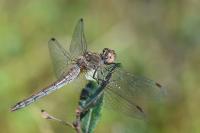 Sympetrum striolatum