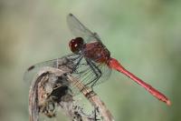 Sympetrum sanguineum
