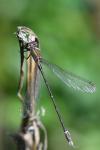Chalcolestes viridis
