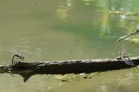 Aeshna mixta