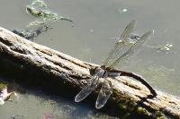 Aeshna mixta