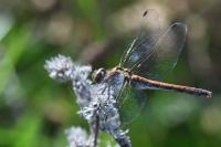 Sympetrum striolatum