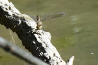Aeshna mixta