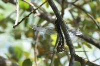 Aeshna mixta