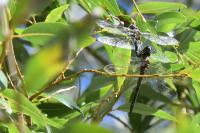 Aeshna mixta