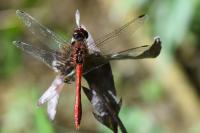 Sympetrum sanguineum