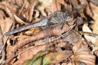 Sympetrum striolatum