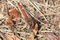Sympetrum striolatum
