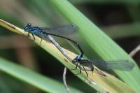Ischnura elegans