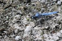 Orthetrum brunneum