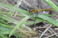 Sympetrum sanguineum