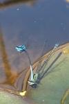 Coenagrion puella