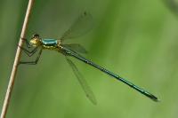Lestes virens