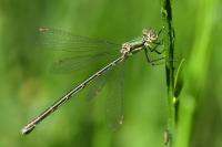 Lestes virens