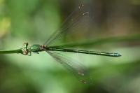 Lestes virens