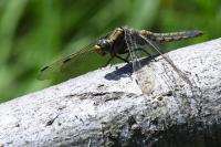 Orthetrum cancellatum