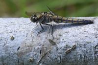 Orthetrum cancellatum