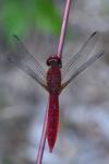 Crocothemis erythraea